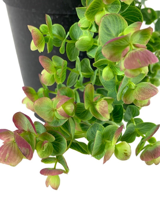 Oregano 'Kirigami' - The Garden Corner