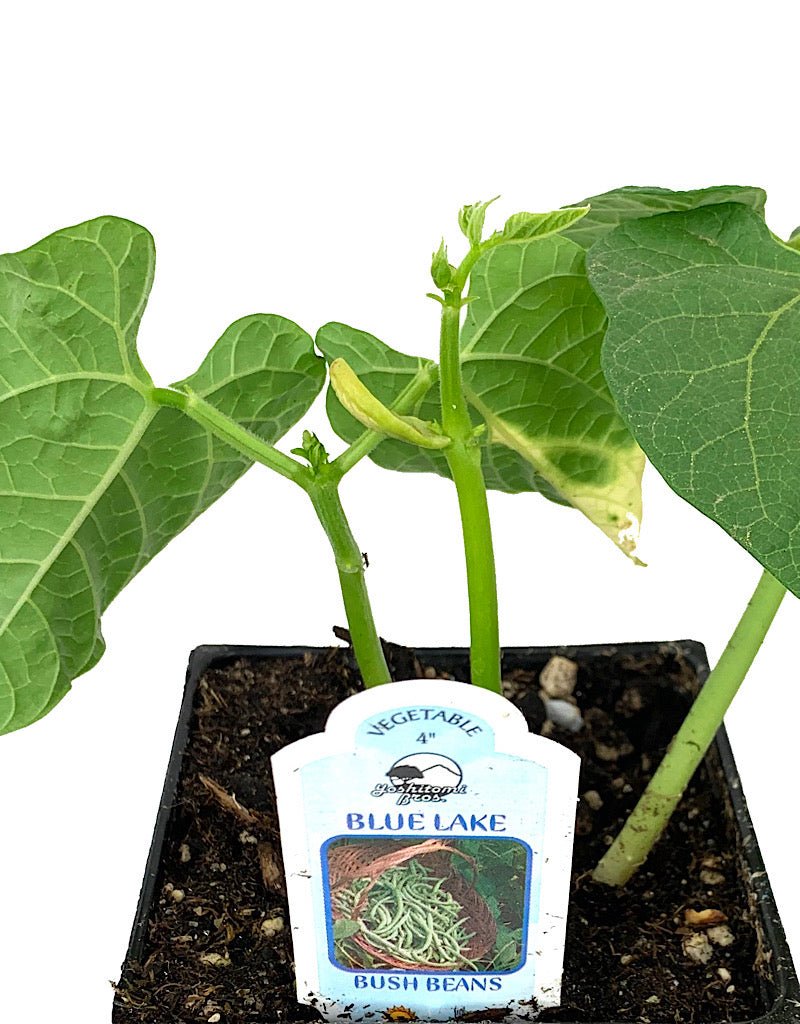 Bush Bean 'Blue Lake' - The Garden Corner