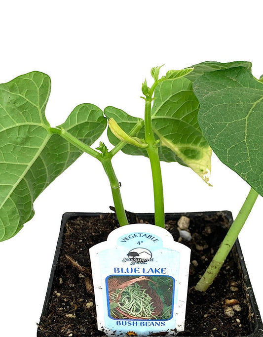Bush Bean 'Blue Lake' - The Garden Corner