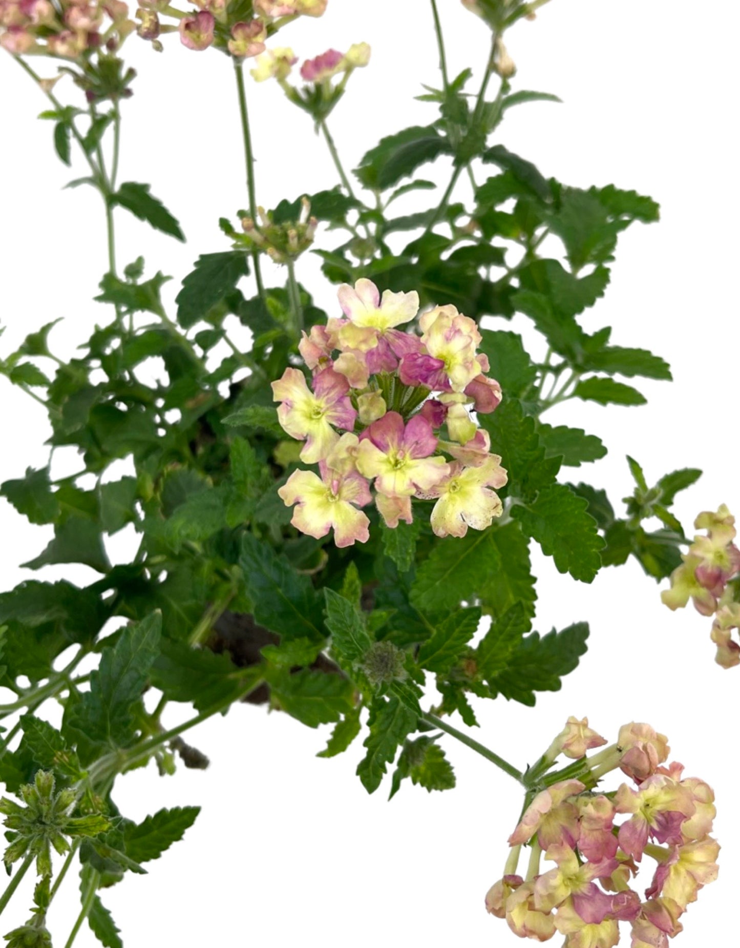 Verbena 'Lanai Vintage' - The Garden Corner