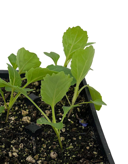 Cabbage 'Golden Acre' - The Garden Corner