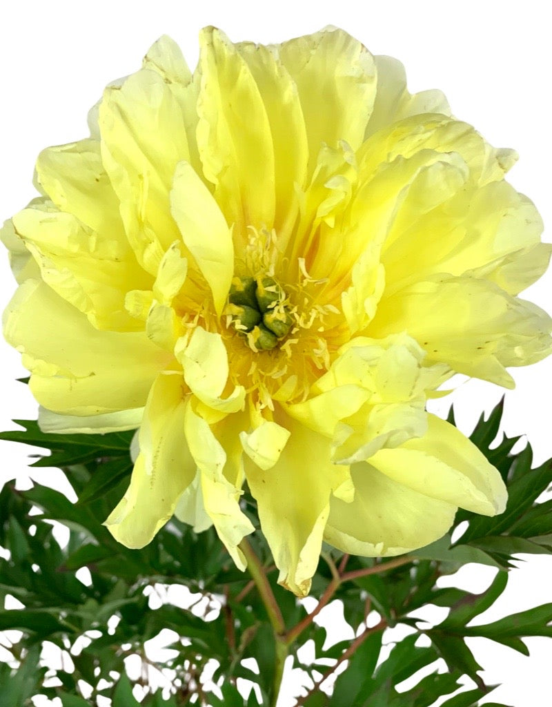 Paeonia 'Itoh Bartzella'