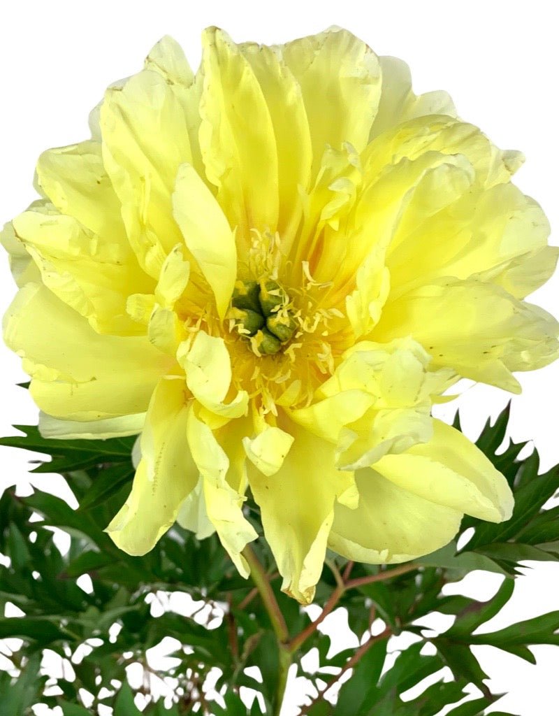 Paeonia 'Itoh Bartzella' - The Garden Corner