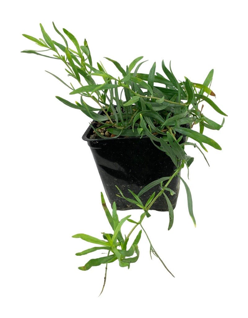 Tarragon 'French' - The Garden Corner