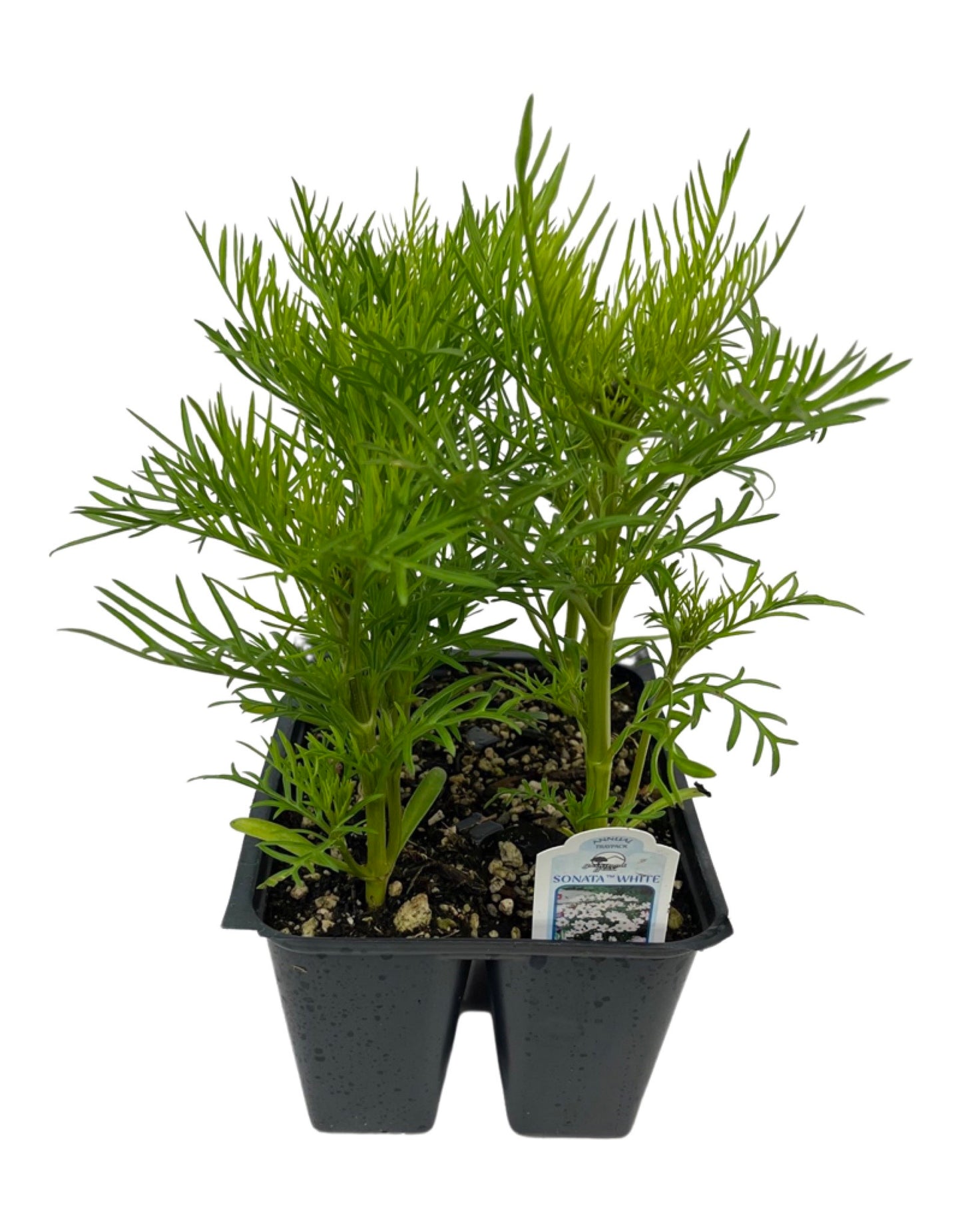 Cosmos 'Sonata White' Jumbo Traypack - The Garden Corner