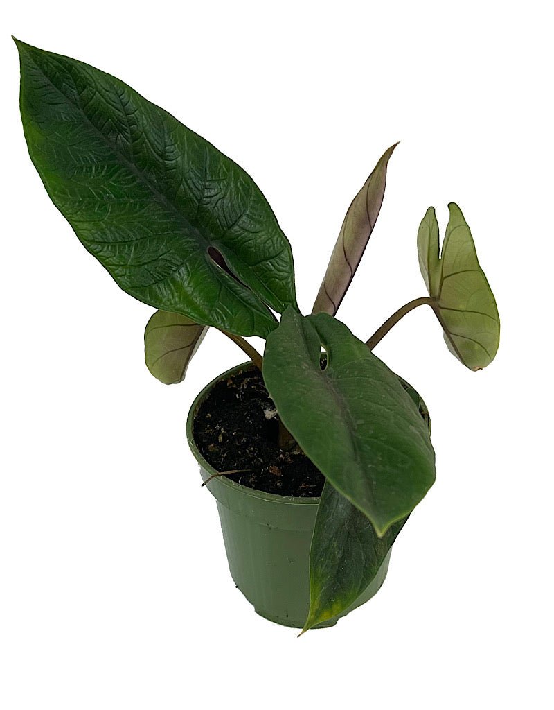 Alocasia scalprum - The Garden Corner