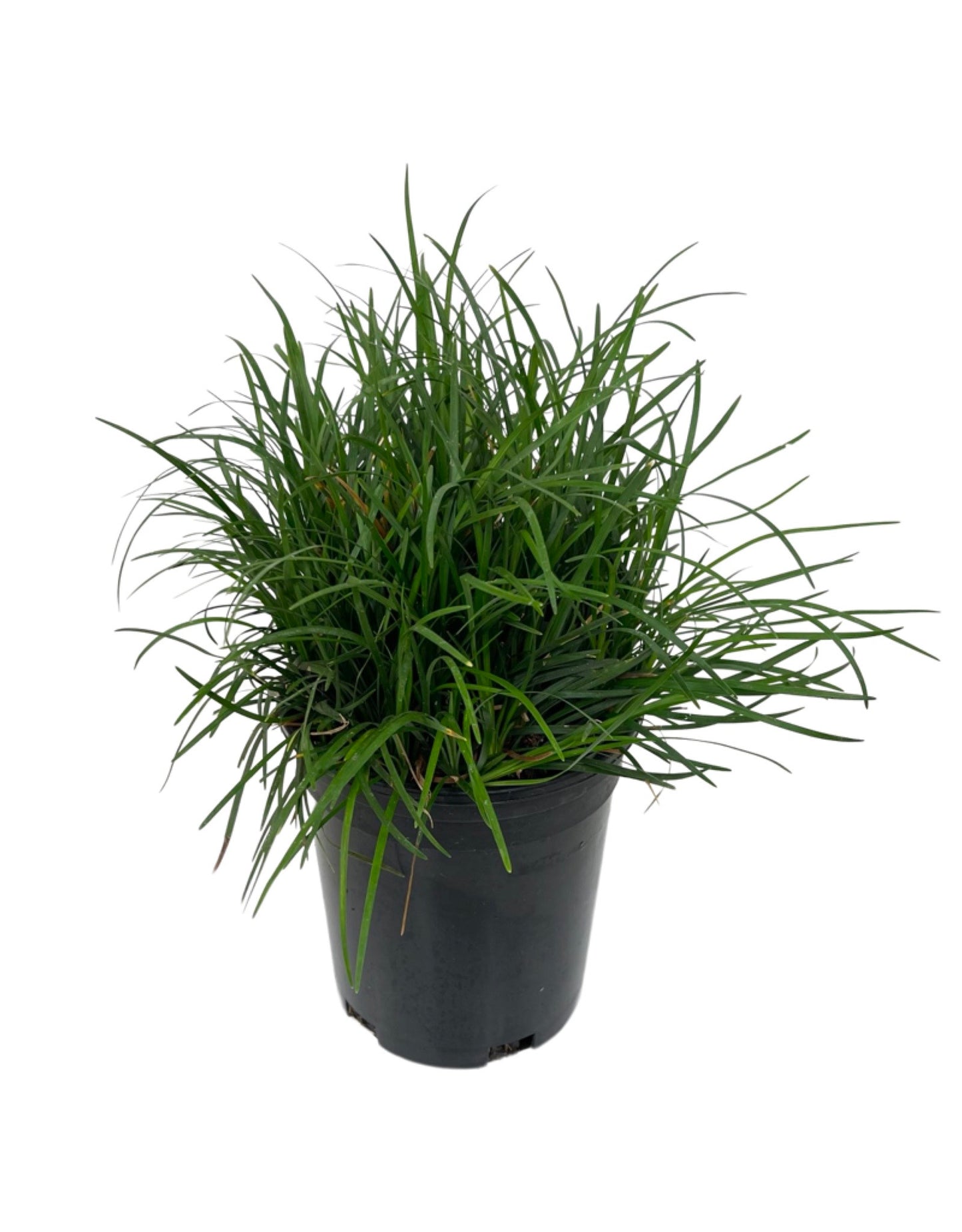 Ophiopogon japonicus - Perennials