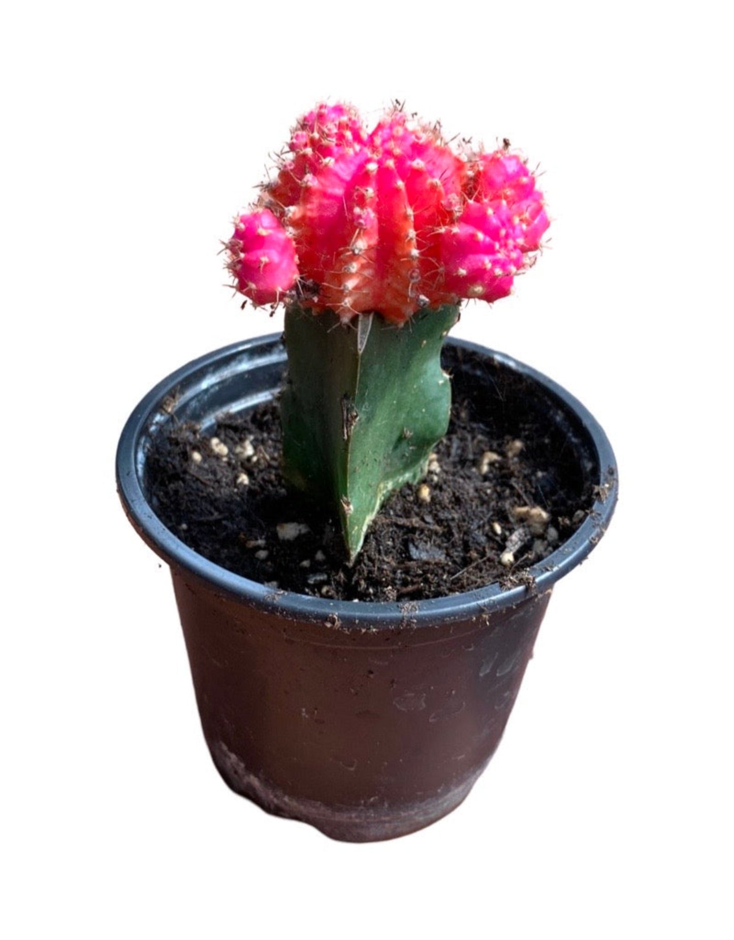 Gymnocalycium mihanovichii