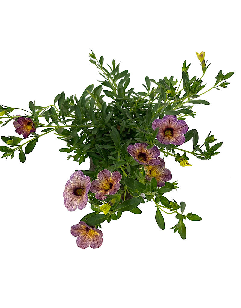 Calibrachoa 'Blueberry Scone'