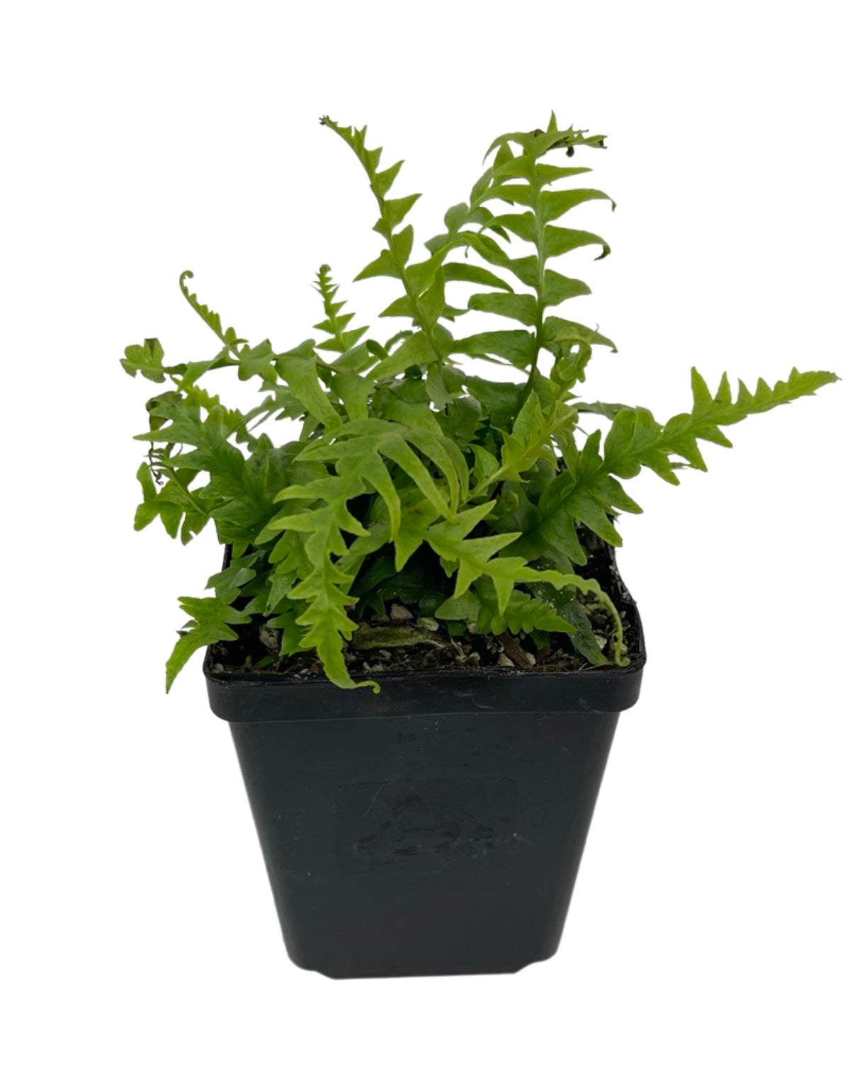 Asplenium ebenoides 'Dragon's Tail Fern' - Perennials