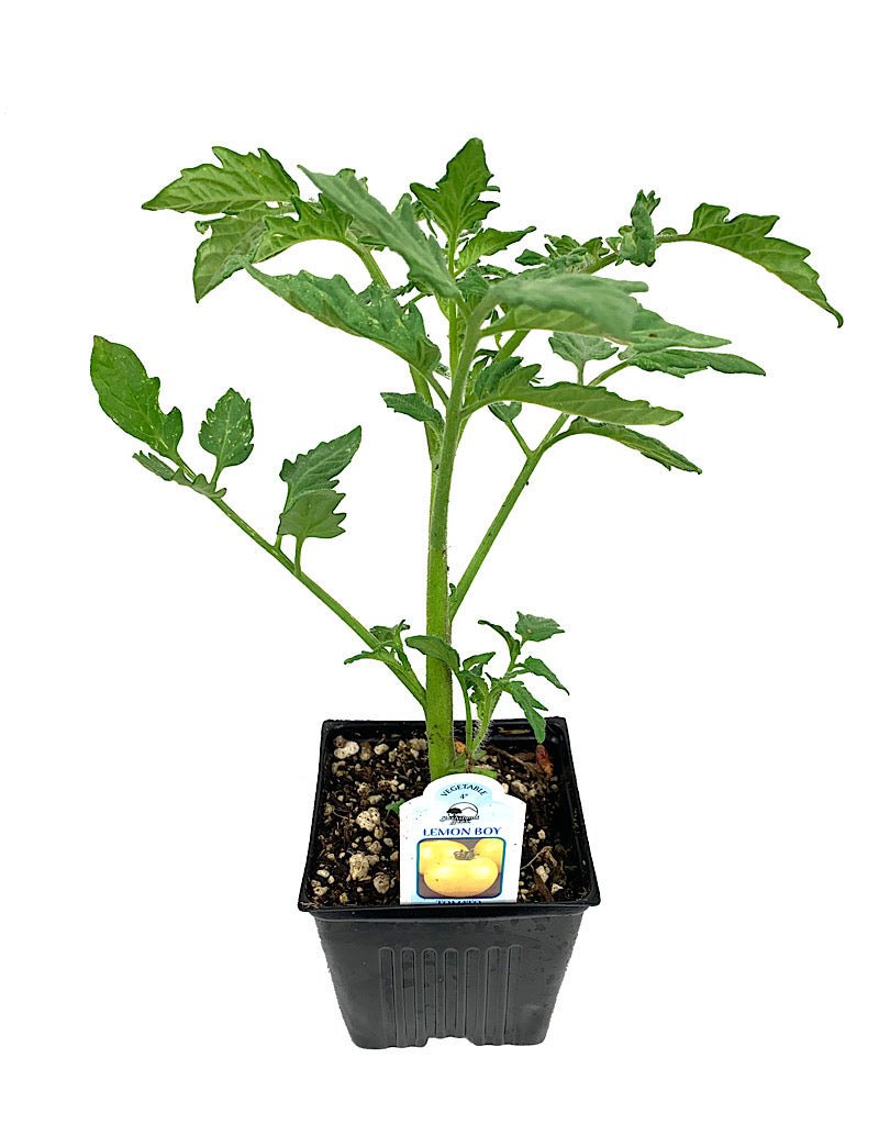 Tomato 'Lemon Boy' 4 Inch - The Garden Corner