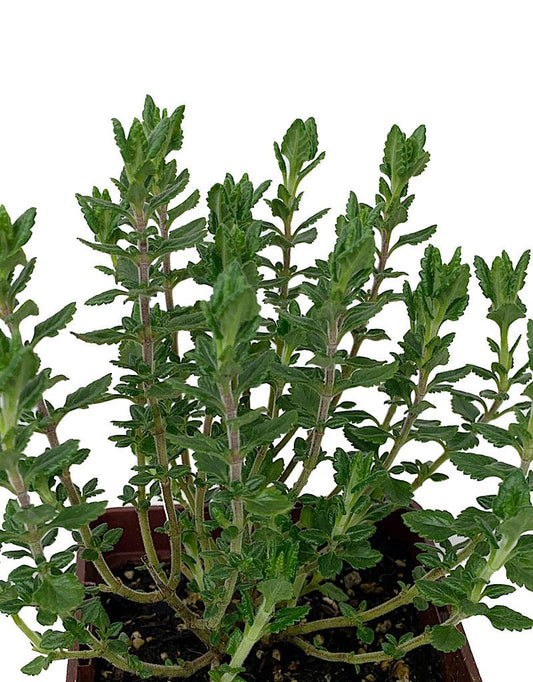 Teucrium chamaedrys - The Garden Corner