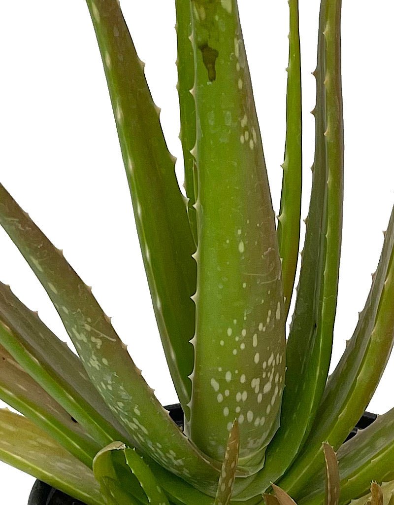 Aloe plicatilis 4 Inch - The Garden Corner