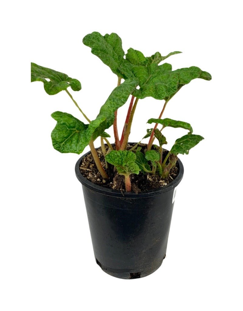 Gunnera tinctoria - The Garden Corner