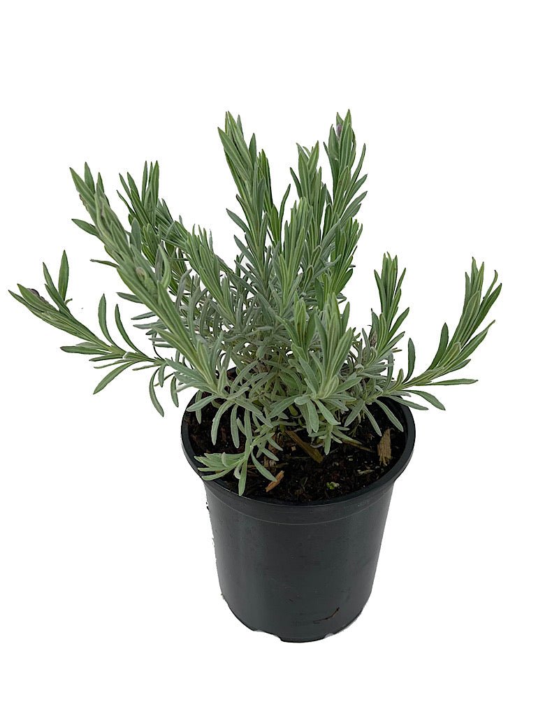ghostly princess lavender plant Lavandula stoechas 'Ghostly Princess' – The Garden Corner