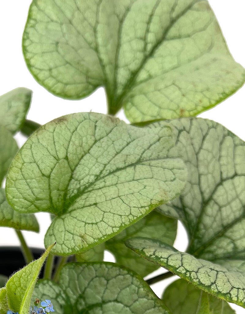 Brunnera macrophylla 'Alchemy Silver' 1 Gallon - The Garden Corner