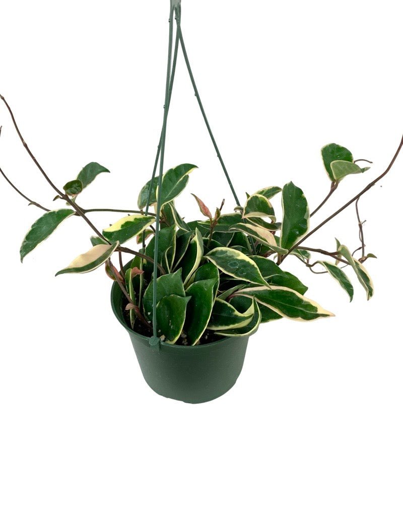 Hoya carnosa 'Krimson Queen' - The Garden Corner