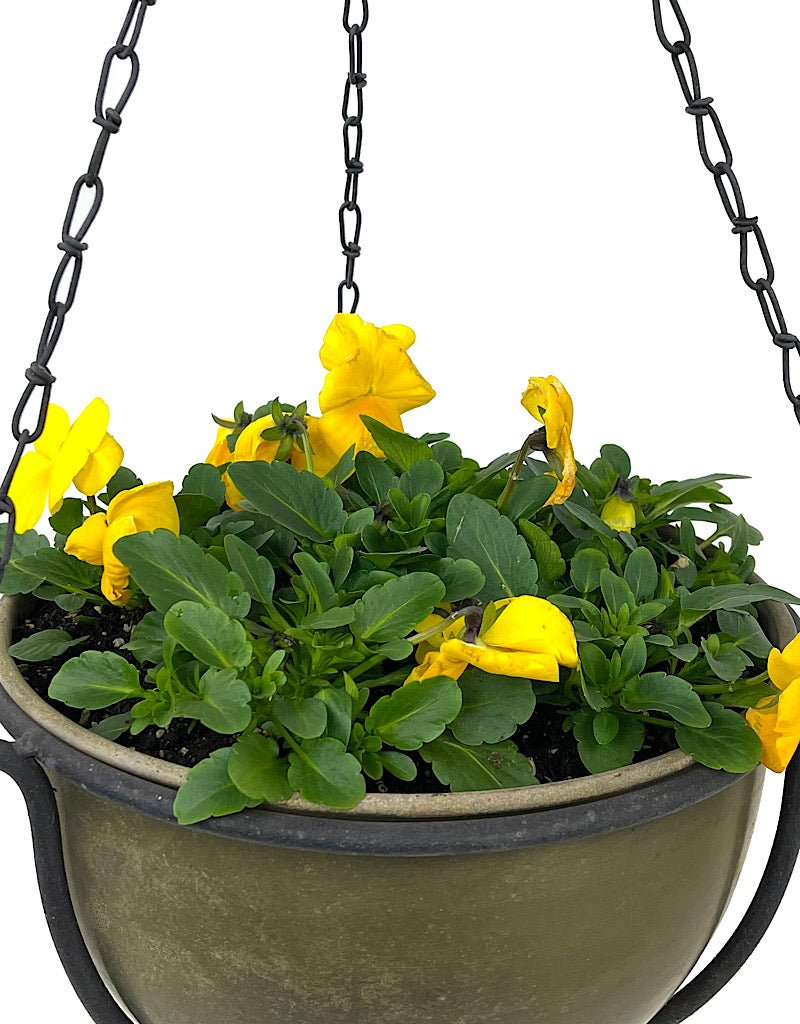 Hanging Garden 53 - The Garden Corner