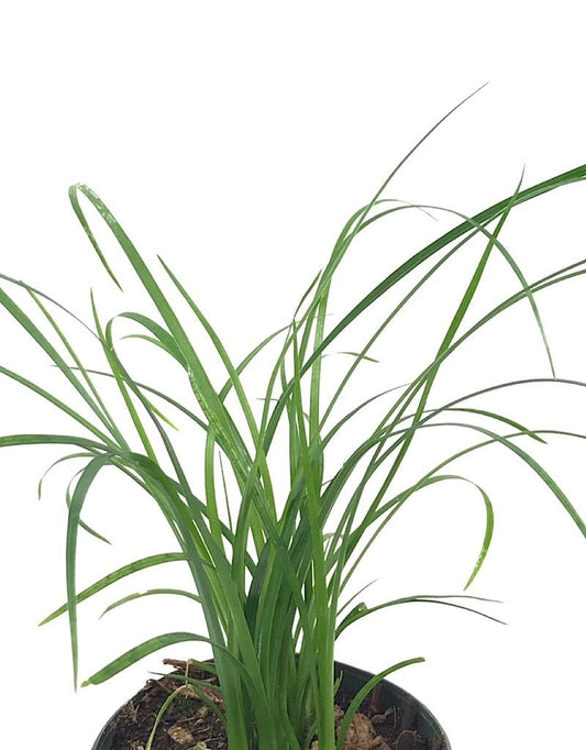 Beaucarnea recurvata - The Garden Corner