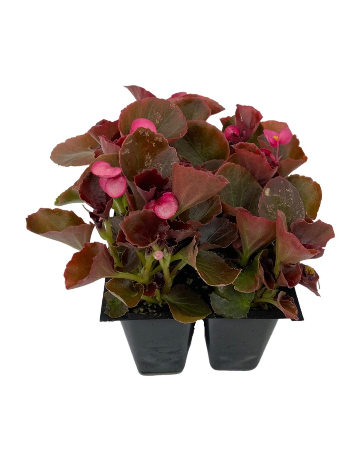 Begonia 'Cocktail Bronze Gin'