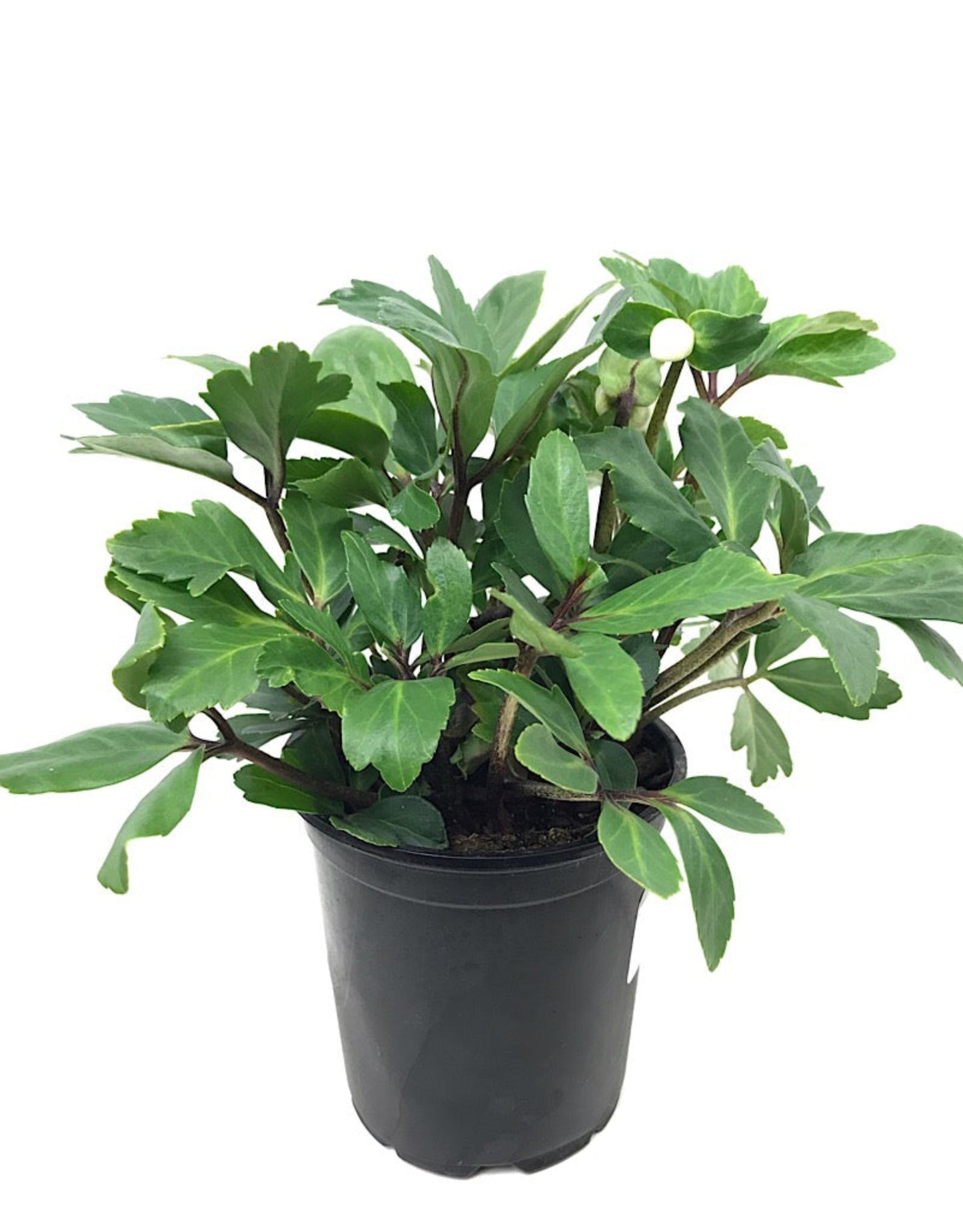 Helleborus 'Jacob' - The Garden Corner