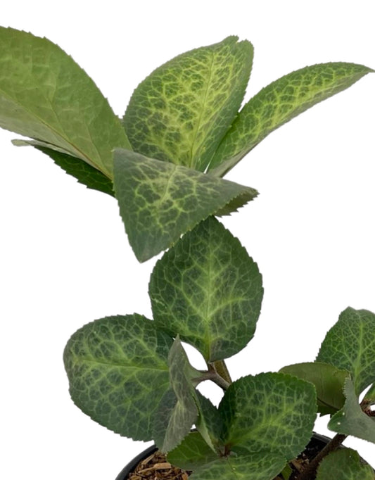 Helleborus Frostkiss® 'Dorothy's Dawn' - The Garden Corner