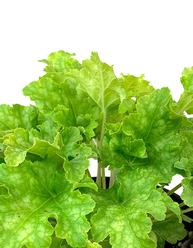 Heuchera 'Lime Ruffles' 1 Gallon - The Garden Corner