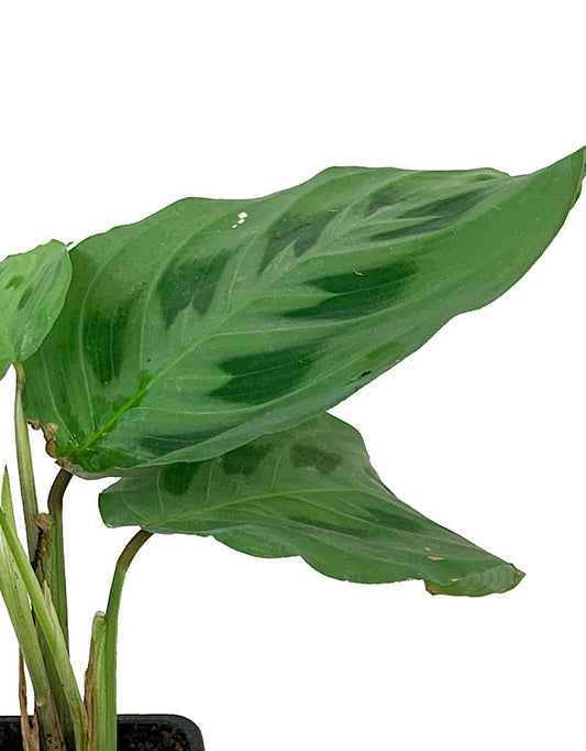 Maranta 'Prayer Plant' - The Garden Corner