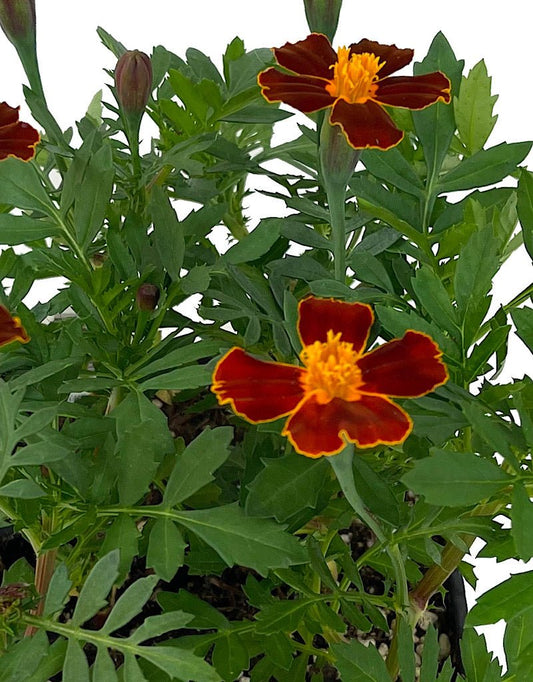 Marigold 'Disco Red' Jumbo Traypack - The Garden Corner
