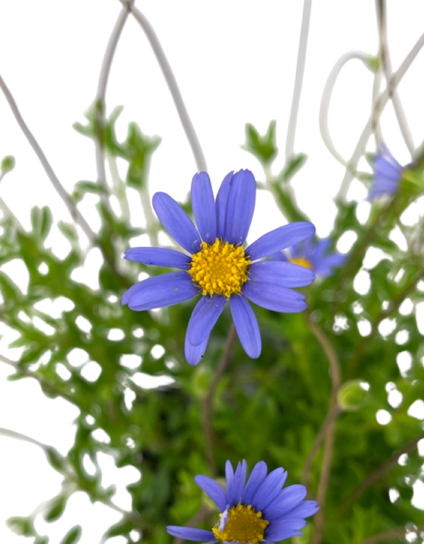 Felicia aethiopica 'Tight and Tidy' - The Garden Corner