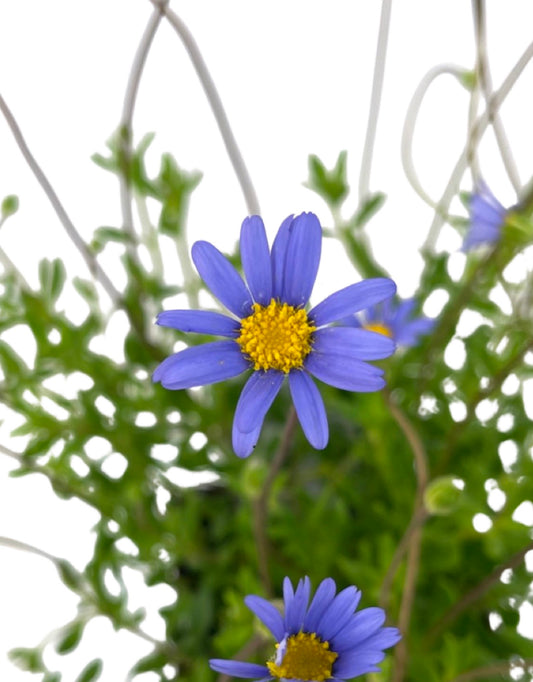 Felicia aethiopica 'Tight and Tidy' - The Garden Corner