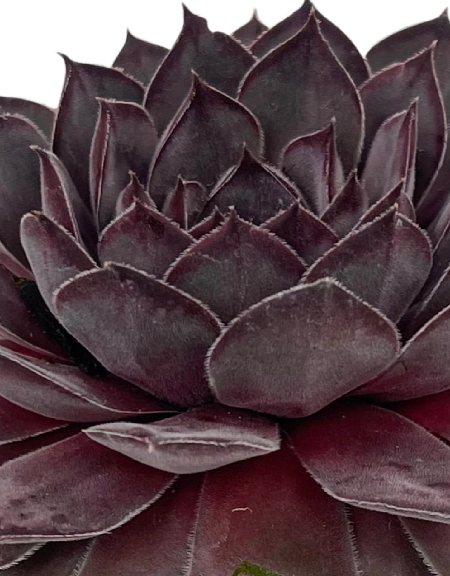 Sempervivum 'Lotus' 4 Inch