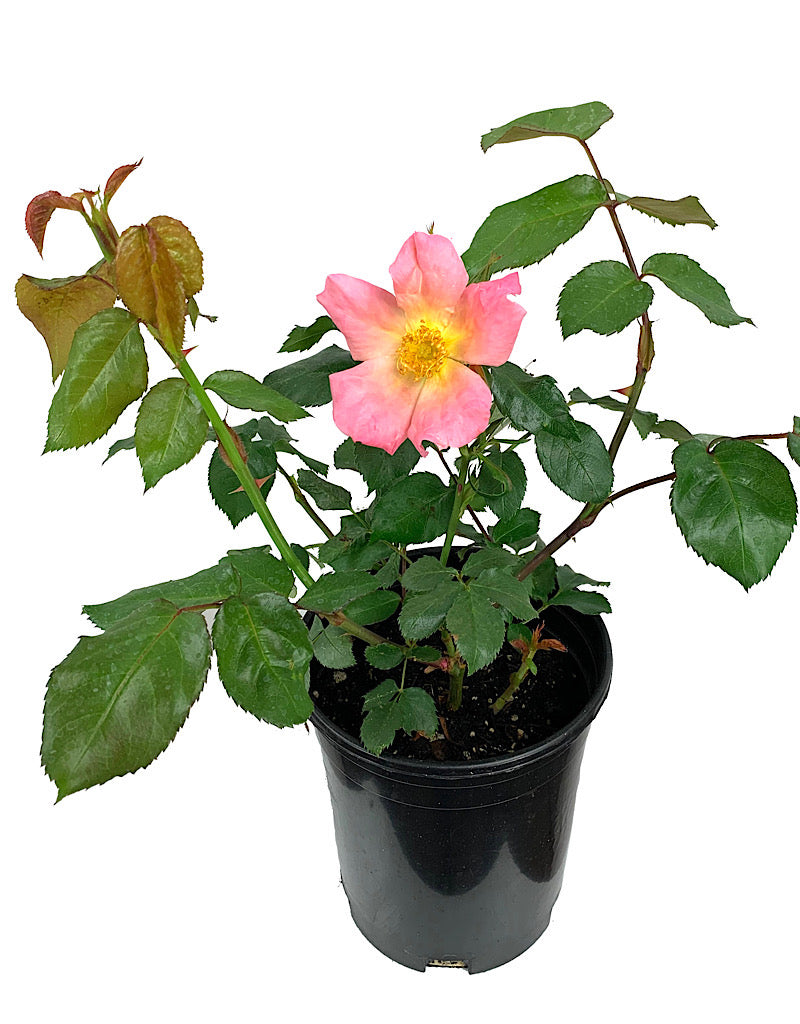 Rosa 'Morning Colors' 1 Gallon
