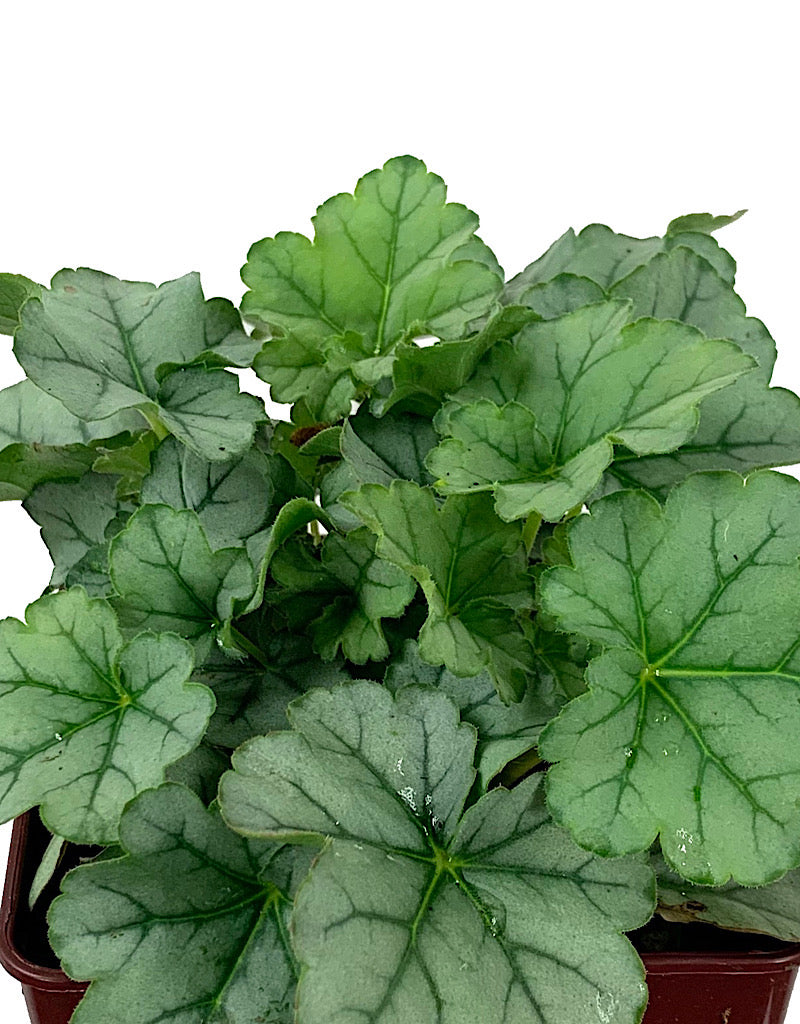 Heuchera 'Little Cuties Shimmer'