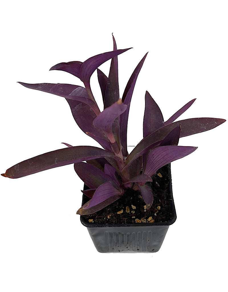 Setcreasea 'Purple Queen'