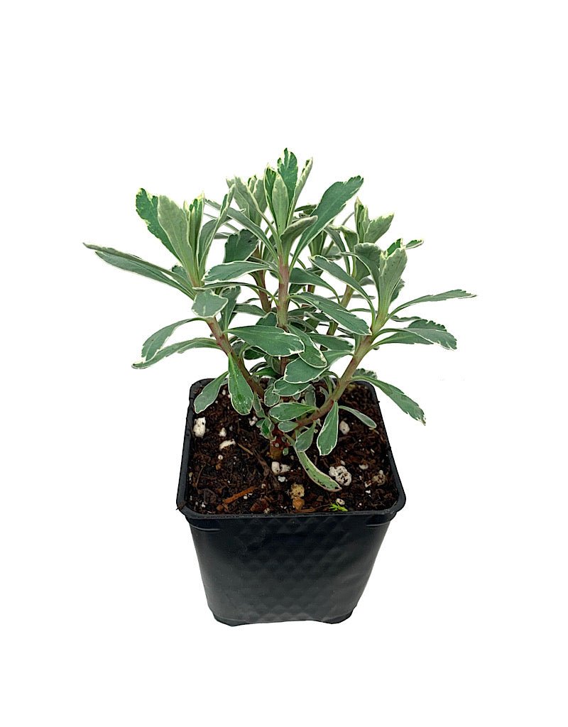 Euphorbia 'Silver Swan' - The Garden Corner