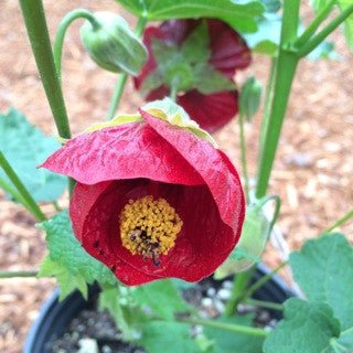 Abutilon 'Voodoo' 1 gal - The Garden Corner