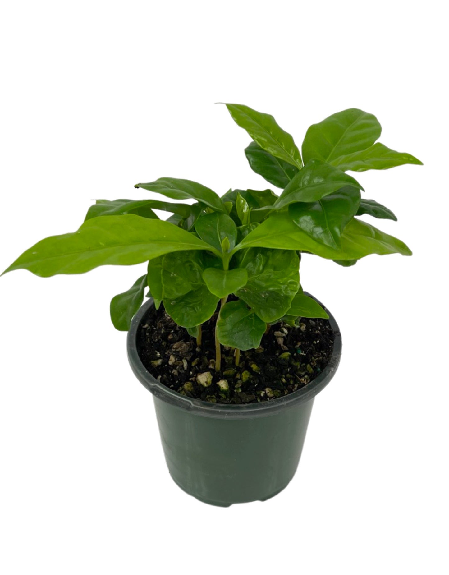 Coffea arabica - The Garden Corner