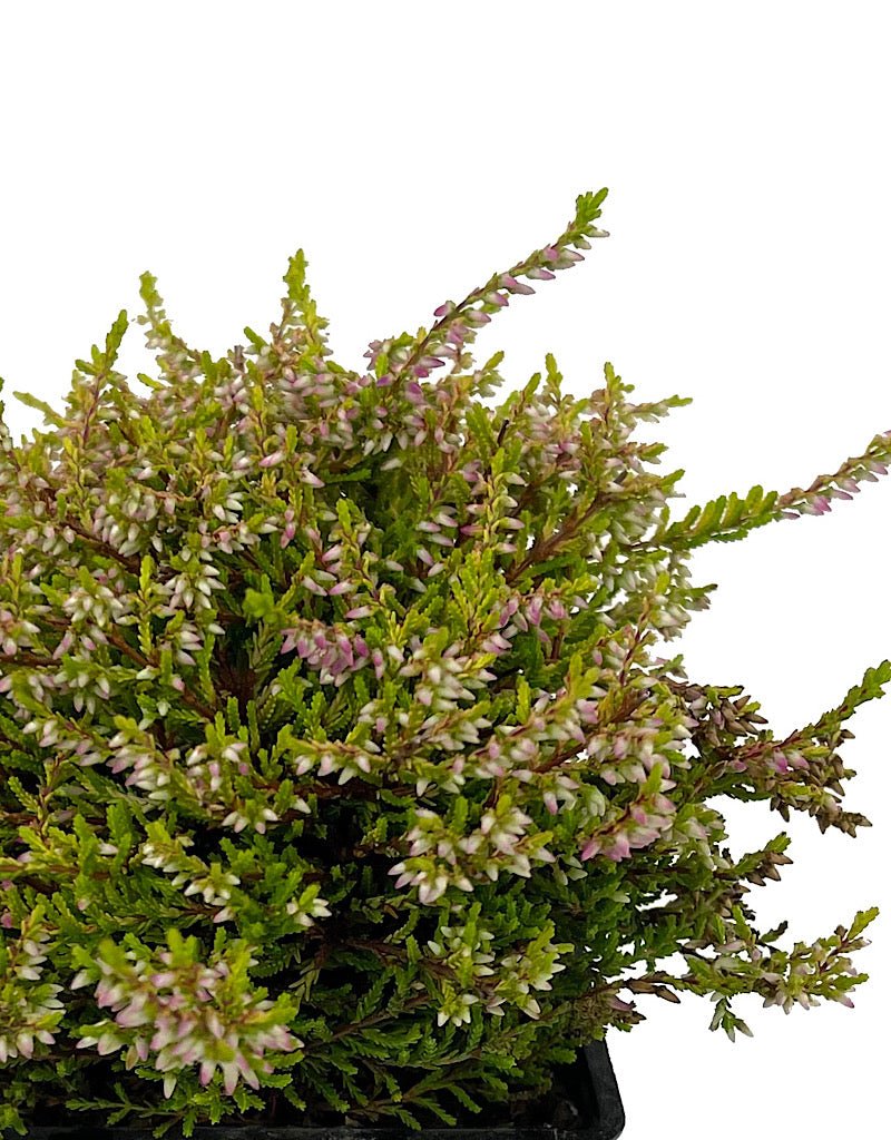 Calluna vulgaris 'Bonita' Quart - The Garden Corner