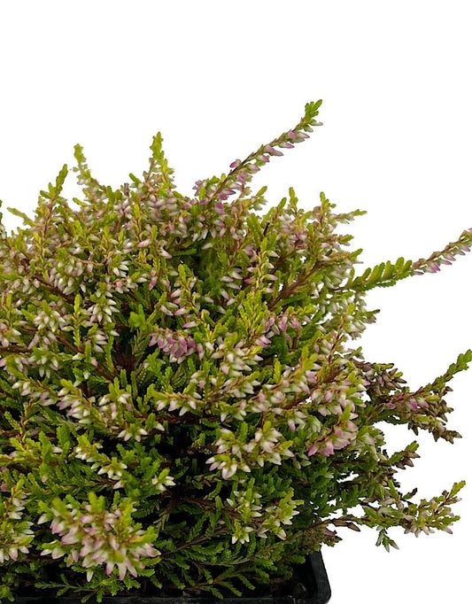 Calluna vulgaris 'Bonita' Quart - The Garden Corner