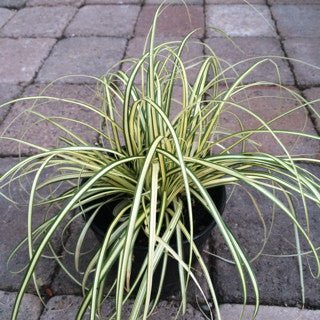 Carex oshimensis 'Evergold' - The Garden Corner