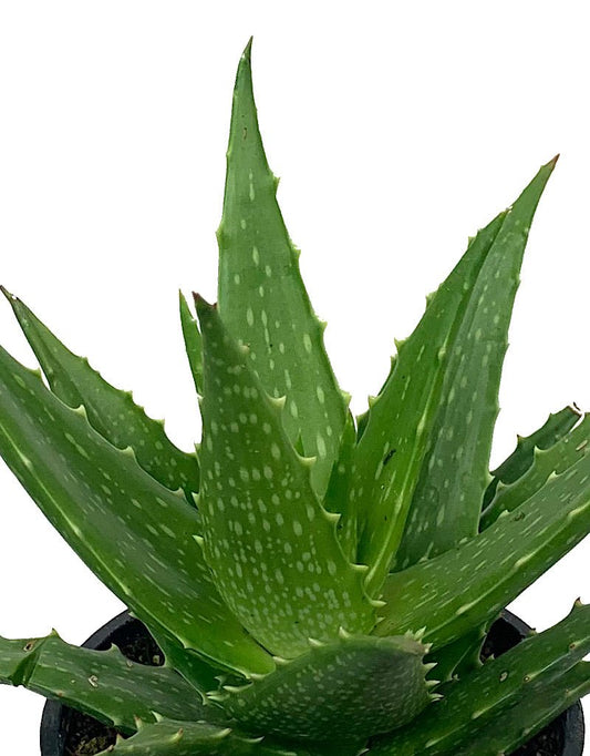 Aloe dorotheae - The Garden Corner