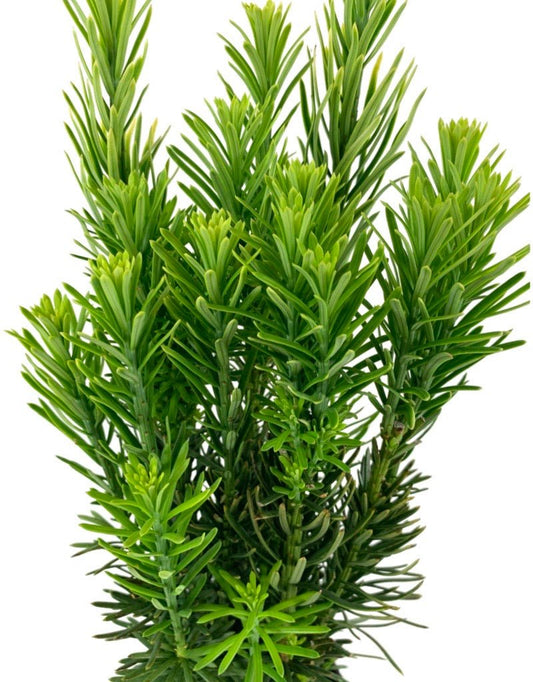 Cephalotaxus harringtonia 'Fastigiata' 1 Gallon - The Garden Corner