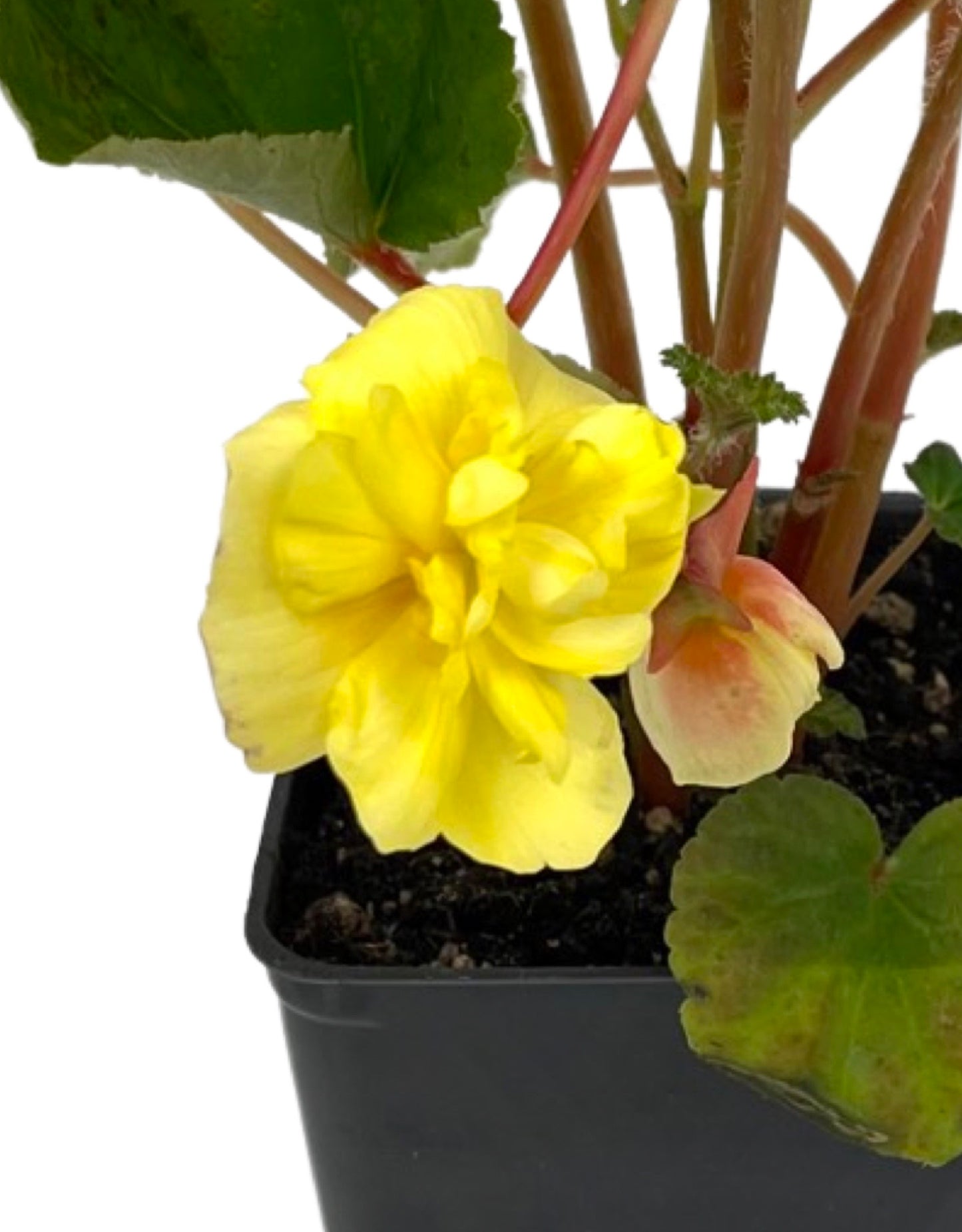 Begonia 'Illumination Lemon' 4 Inch - The Garden Corner