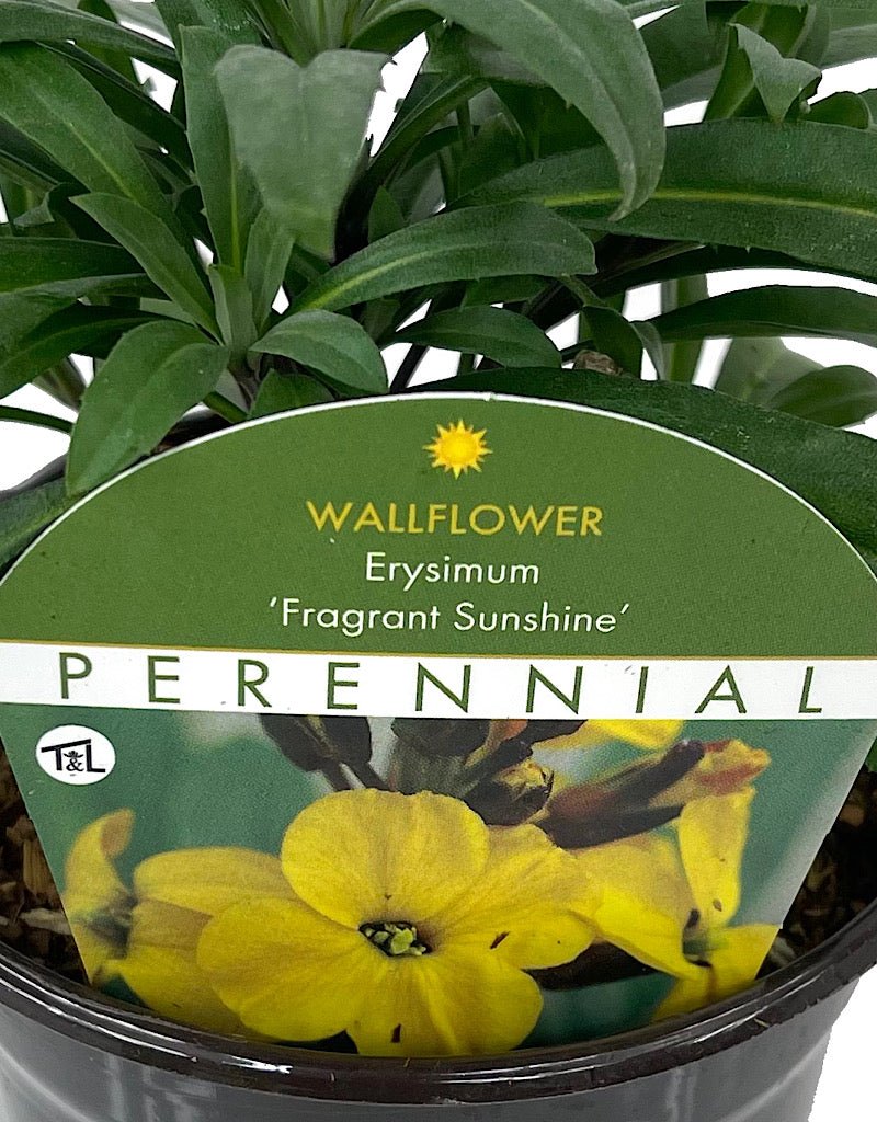 Erysimum 'Fragrant Sunshine' Quart - The Garden Corner