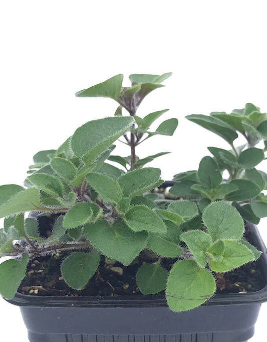 Oregano 'Hot & Spicy' 4 Inch - The Garden Corner
