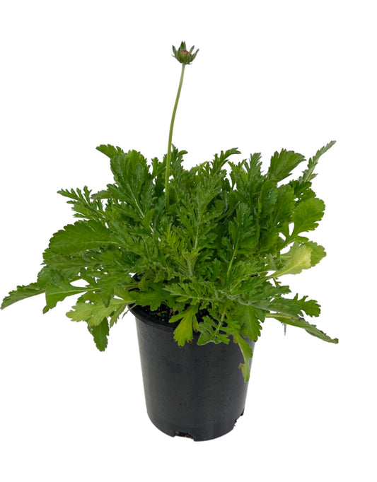 Scabiosa 'Flutter Pure White' 1 Gallon - The Garden Corner