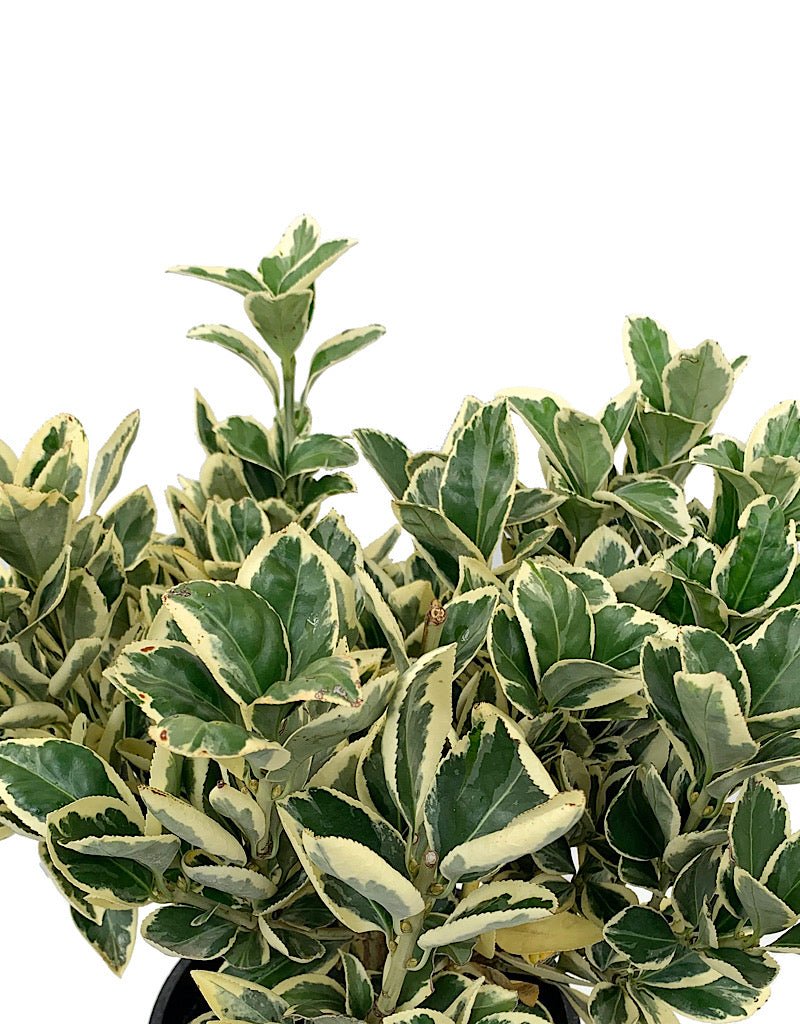 Euonymus japonicus 'Silver King' 1 Gallon - The Garden Corner