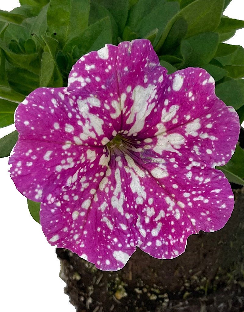 Petunia 'Pink Sky' 4 Inch - The Garden Corner