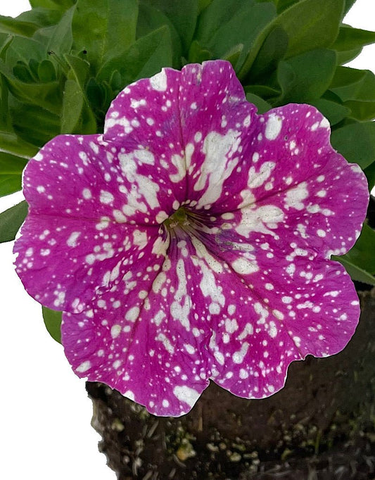 Petunia 'Pink Sky' 4 Inch - The Garden Corner